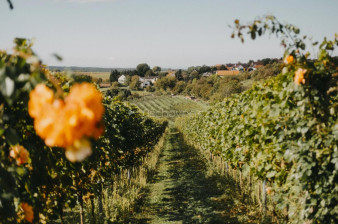 Střední Čechy otevírají sezónu vinobraní