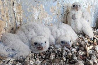 Sokolí farma Skupiny ČEZ: Letos se do světa rozletí 22 mláďat Sokolí farma Skupiny ČEZ: Letos se do světa rozletí 22 mláďat