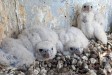 Sokolí farma Skupiny ČEZ: Letos se do světa rozletí 22 mláďat