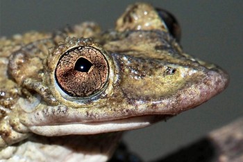 Jedovaté žáby z Brazílie. Hlava jako překvapivá zbraň